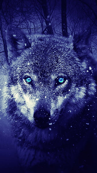 HD wolf-animal-dark wallpapers | Peakpx