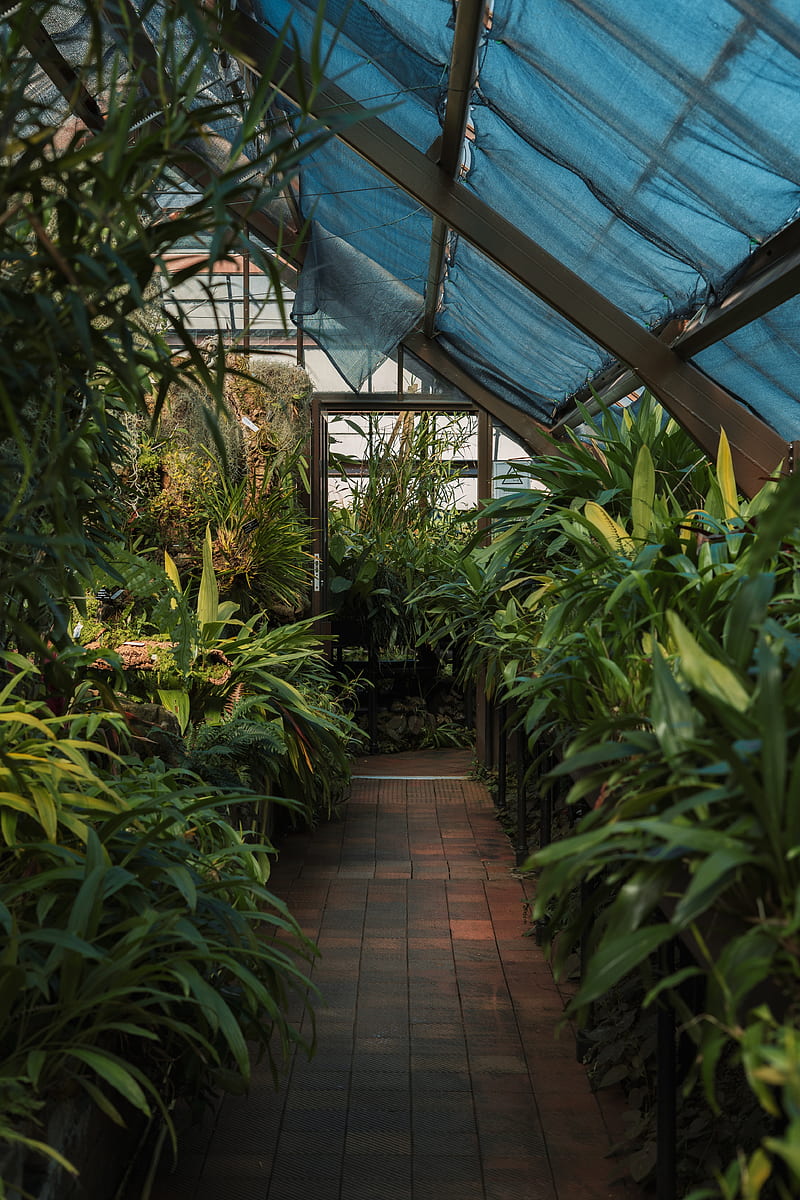 greenhouse, plants, green, tropical, exotic, HD phone wallpaper