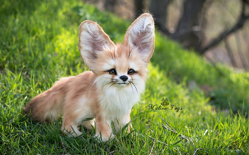 fox, fennec fox, big ears, fenech, eeyore, HD wallpaper
