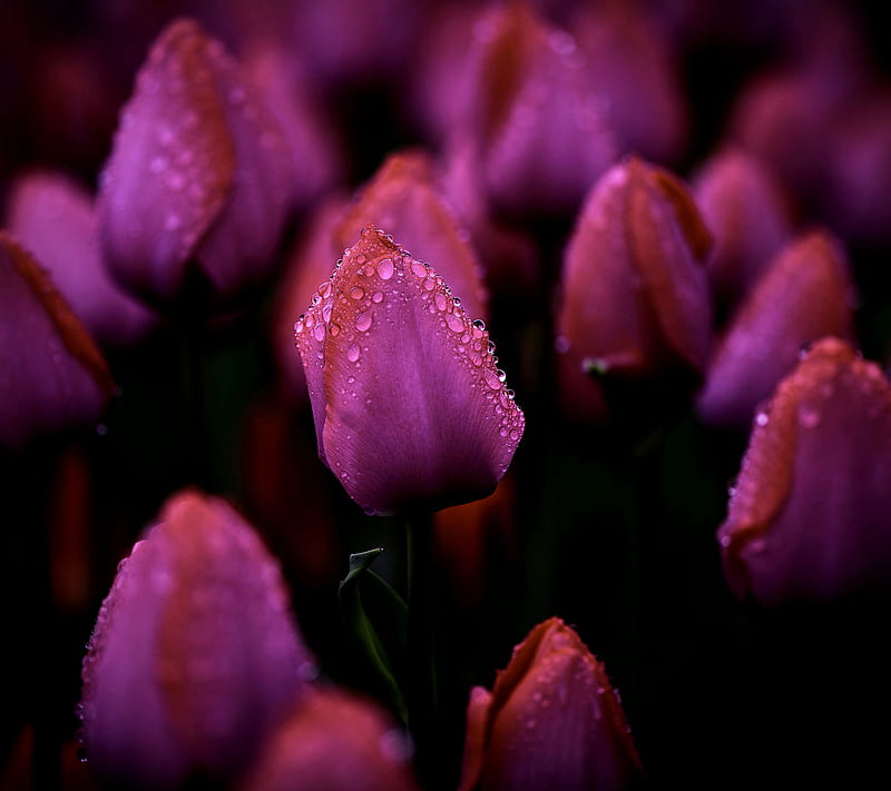 Purple Tulips, purple, tulips, HD wallpaper