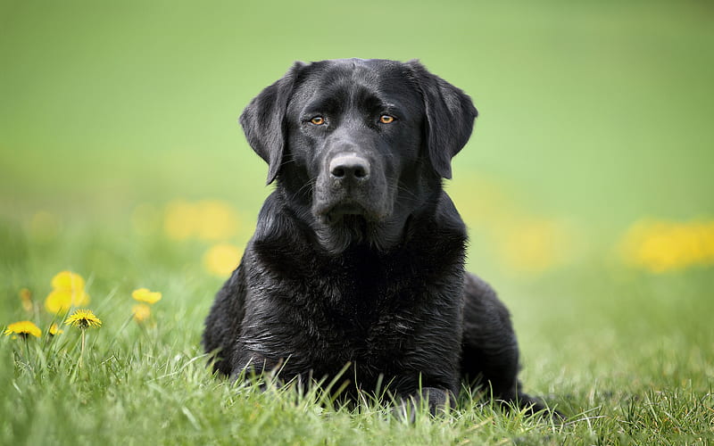 Black labrador lawn, black retriever, dogs, cute animals, pets, labradors, black dog, HD wallpaper