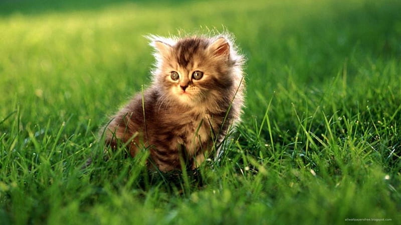 Kitten in the grass, sun, eyed, blue, shade, HD wallpaper