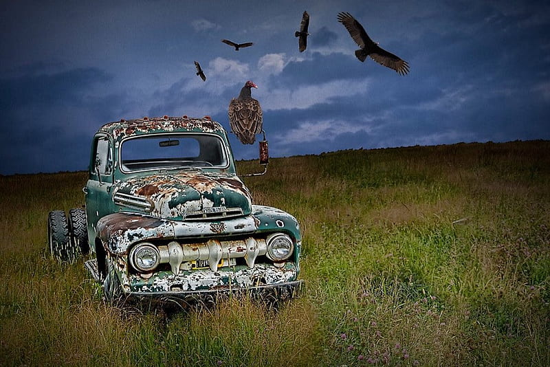 Abandoned Ford F1 Pick Up Truck, pick up, ford, vultures, scrap car, HD wallpaper