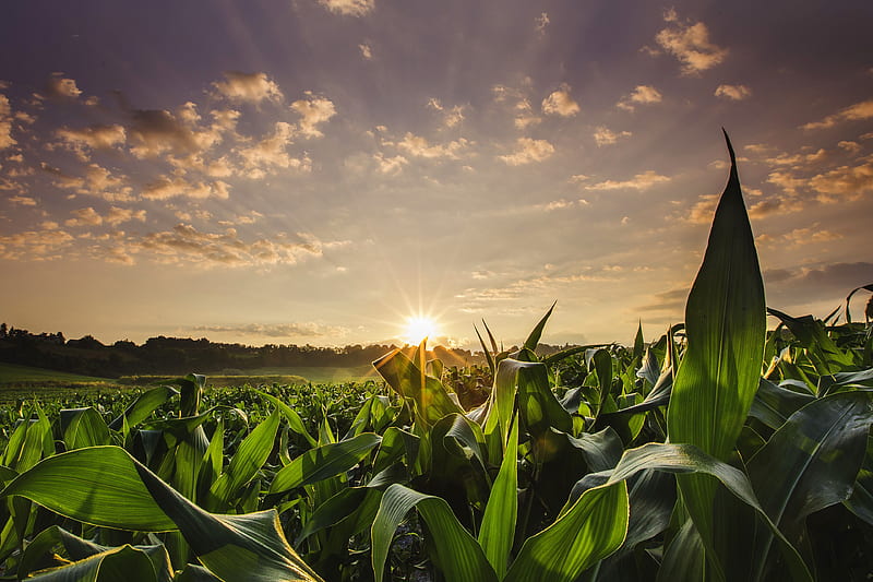 sunset, corn, field, summer, France, HD wallpaper