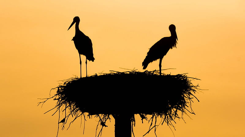 Storks, pasare, black, yellow, silhouette, gregoire bertaud, nest, bird, stork, barza, couple, HD wallpaper