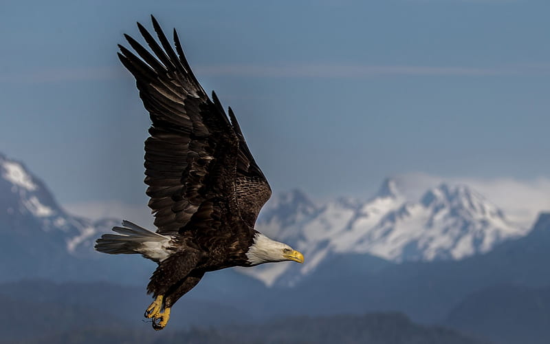 bald eagle, USA, predator, wildlife, beautiful birds, HD wallpaper
