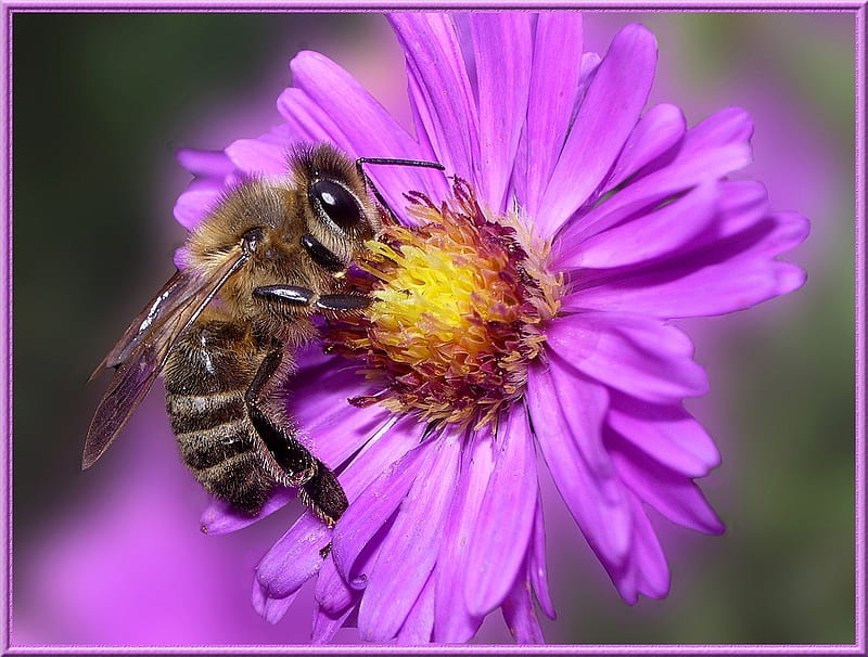 flower, miel, nature, abeille, HD wallpaper
