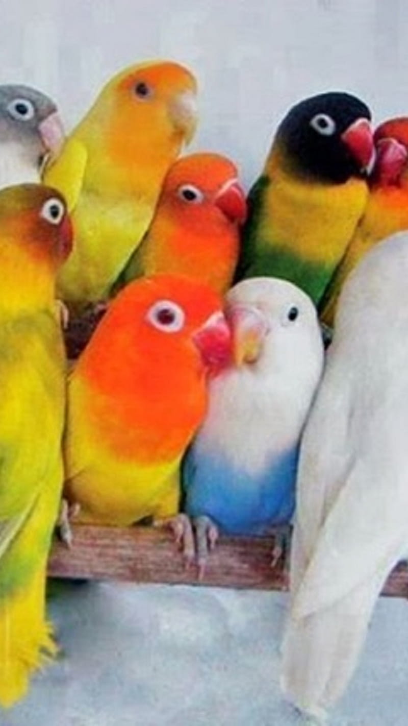 Small Parrot, bird, HD phone wallpaper