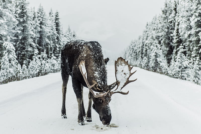 brown moose surrounded by snowfield, HD wallpaper