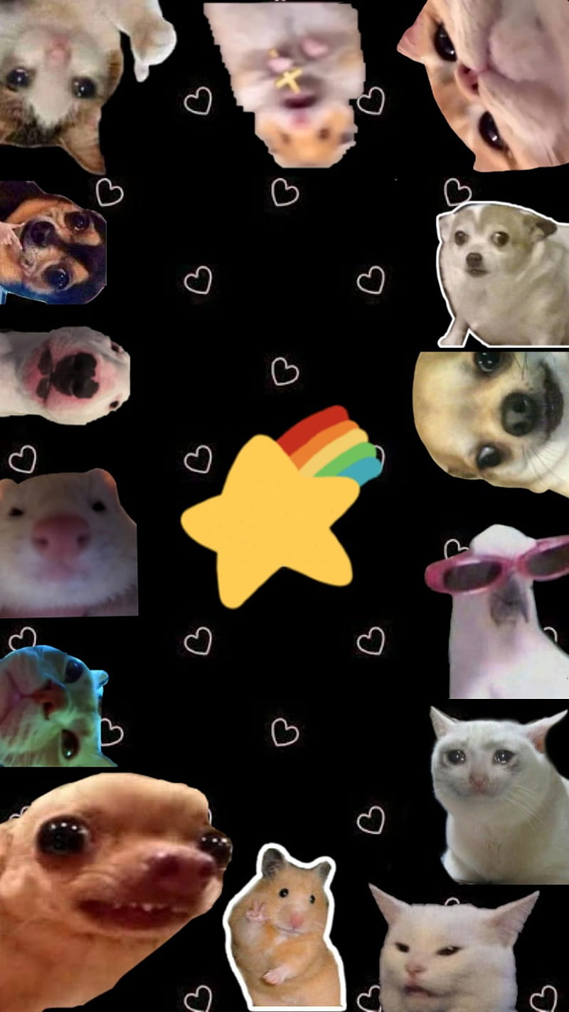 Meme Star, cats, dogs, HD phone wallpaper