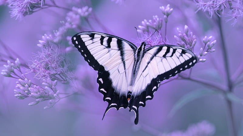 Insects, Swallowtail Butterfly, Butterfly, Flower, Macro, HD wallpaper