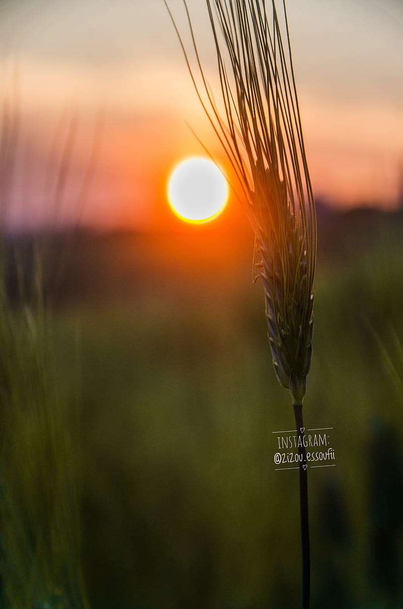 Spike of wheat , nature, spike, sunset, HD phone wallpaper