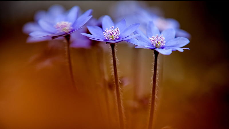 Anemone Hepatica Flowers Spring, HD wallpaper