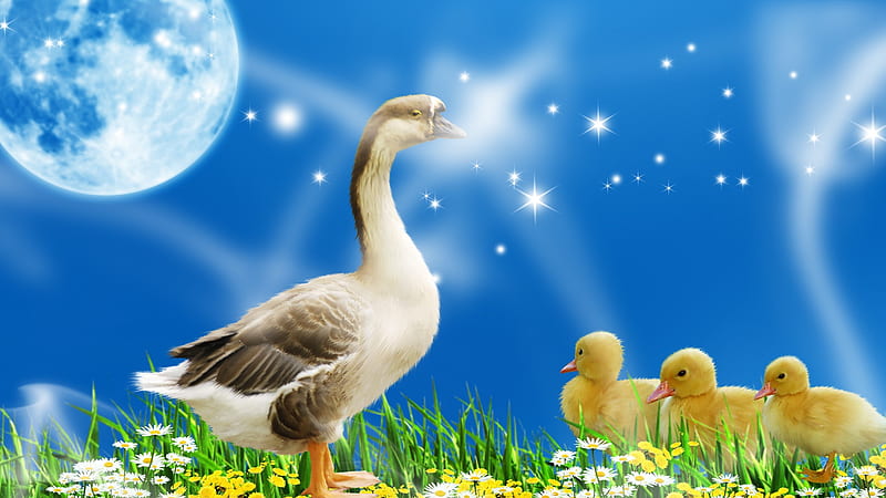 Mothers Love, stars, firefox persona, spring, sky, duck, full moon, summer, flowers, babies, ducklings, smoke, HD wallpaper