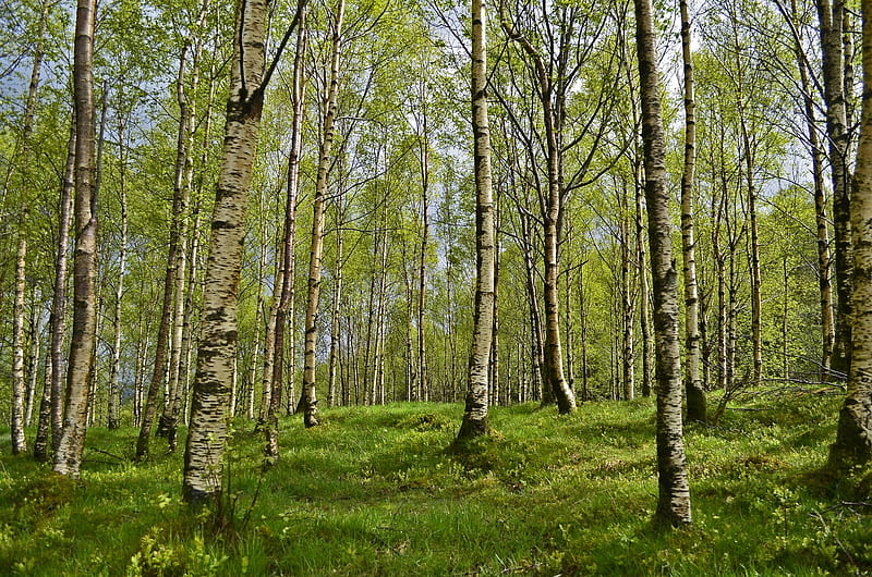 Birch Grove, green, birches, grove, spring, trees, HD wallpaper