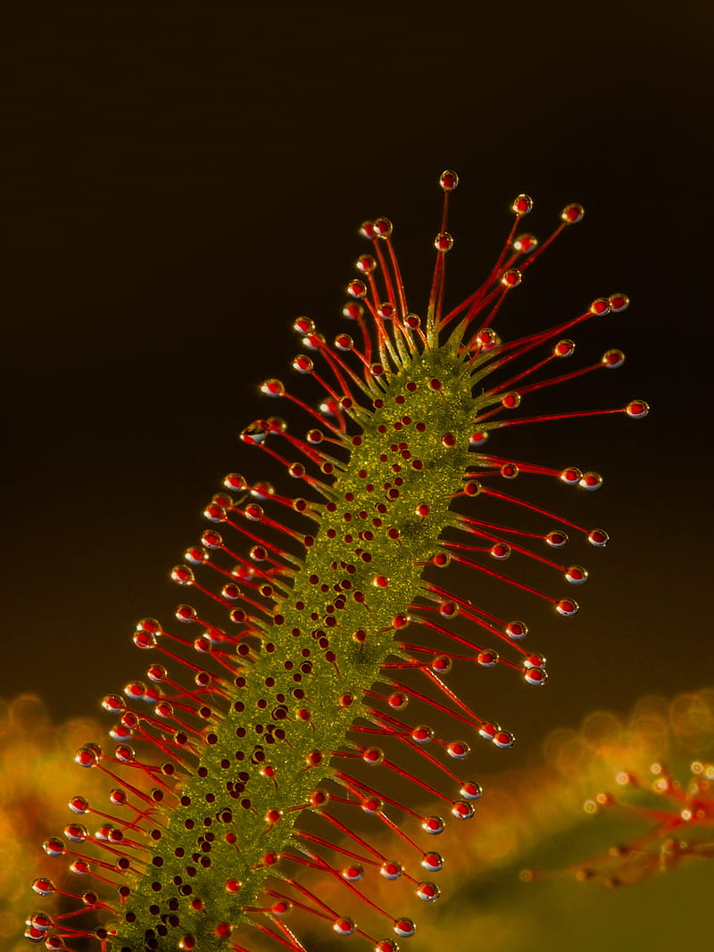 sundew, plant, macro, predator, HD phone wallpaper