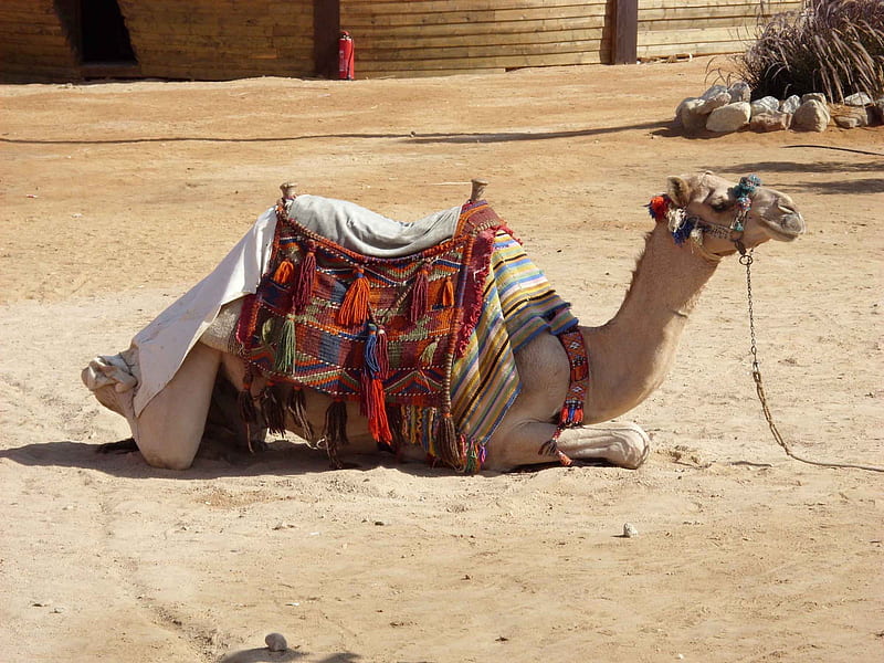 camel in Egypt, HD wallpaper