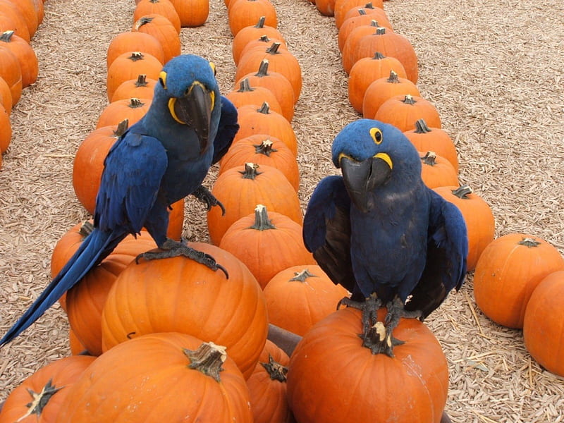 Happy Halloween!, bird, orange, halloween, pumpkin, parrot, blue, ara, HD wallpaper