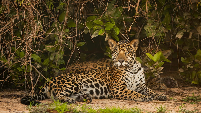 Jaguar Is Sitting Under Green Leaves On Sand Staring Animals, HD wallpaper