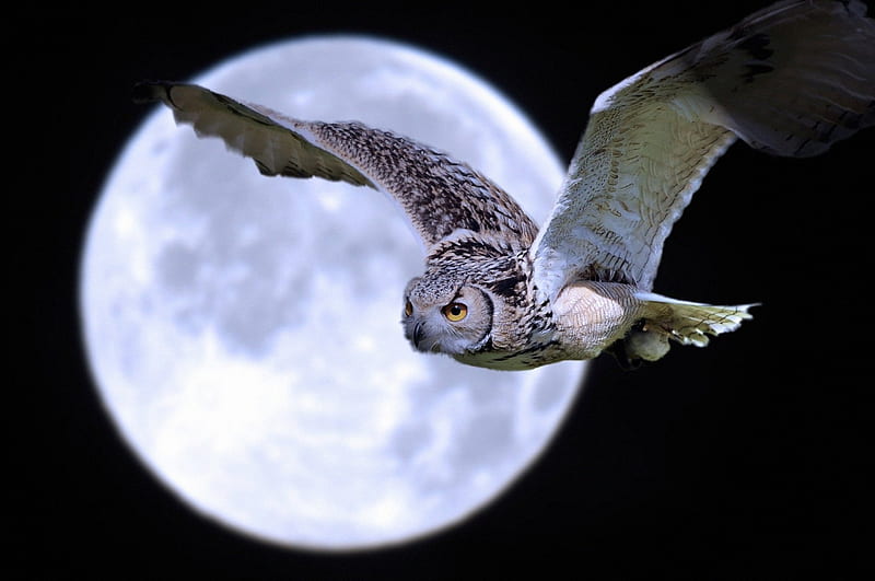 *** Owl of the full moon ***, zwierzeta, ksiezyc, sowa, ptaki, HD wallpaper