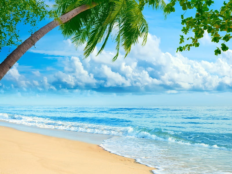 A piece of heaven, beach, lovely, view, sky, palm trees, sea, blue, HD wallpaper
