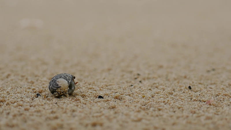 Close up of A little hermit crab comes out of the shell crawling on the sandy beach when it's started to drizzle, Phuket Island Thailand 11999482 Stock Video at Vecteezy, HD wallpaper