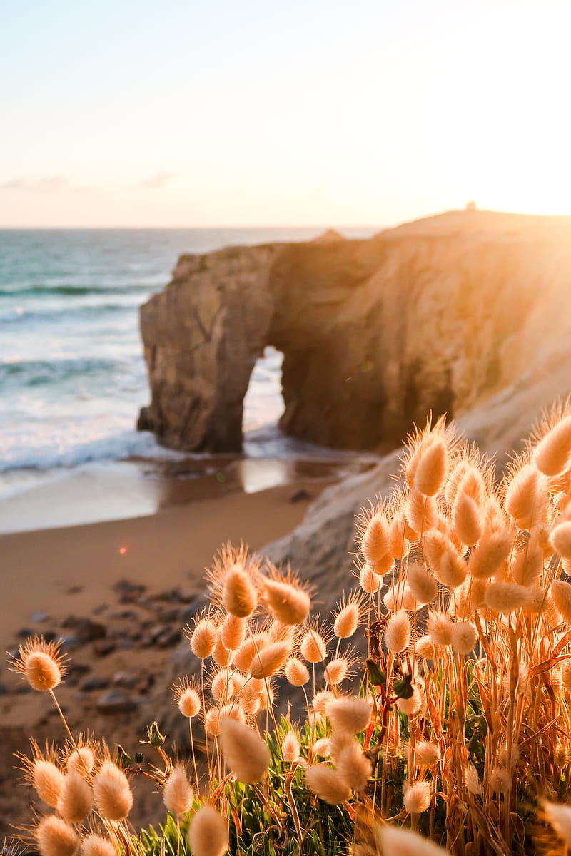 coast, beach, plants, rock, nature, HD phone wallpaper