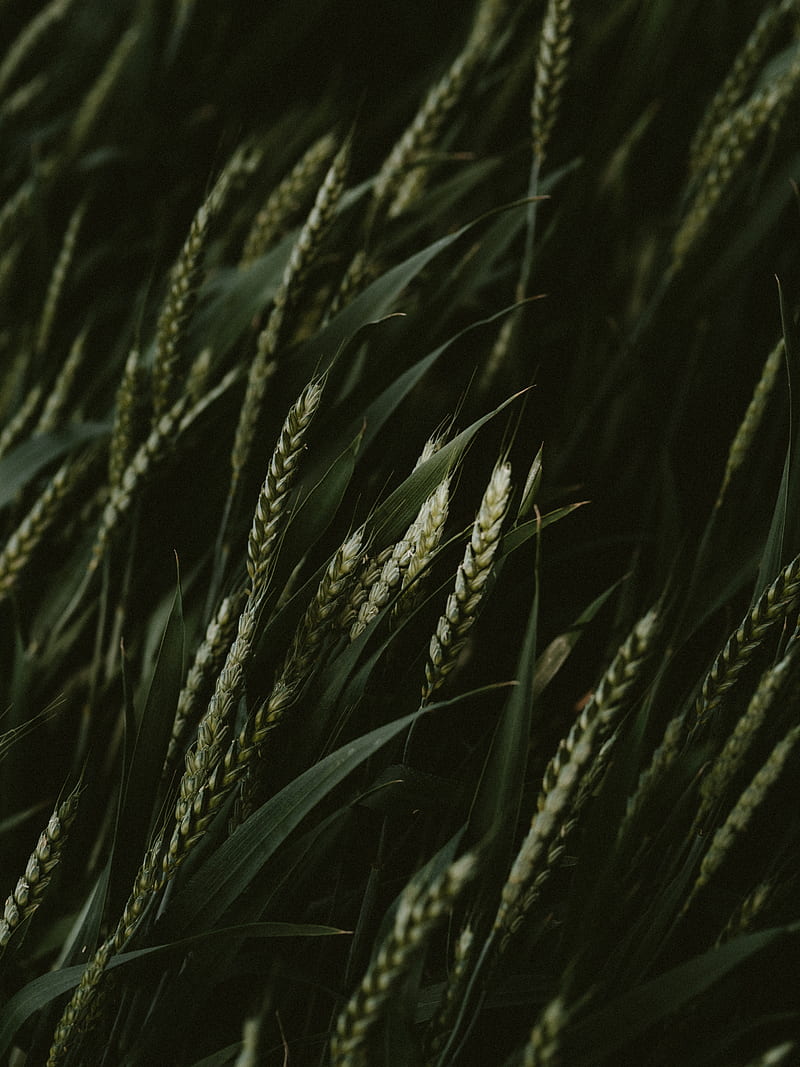 wheat, spikelets, cereals, green, dark, plants, HD phone wallpaper