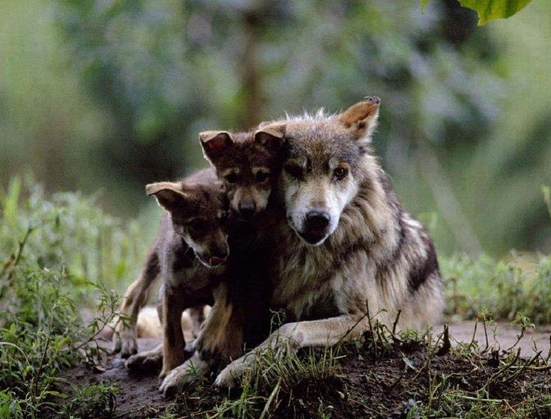 Love My Babies, wolf pups, wolf, animals, dogs, HD wallpaper