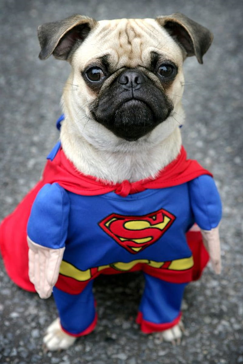 Super Pug, cute, dog, funny, hero, i4, marvel, super man, HD phone wallpaper