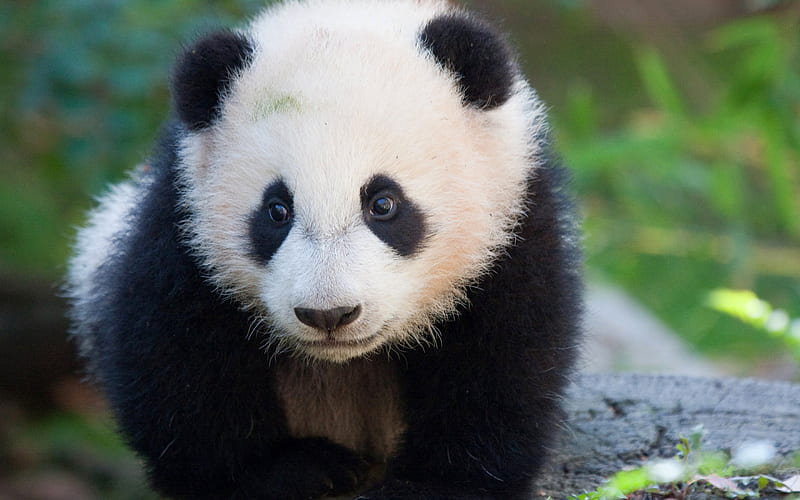 cute animals, panda, bears, zoo, small panda, funny animals, HD wallpaper