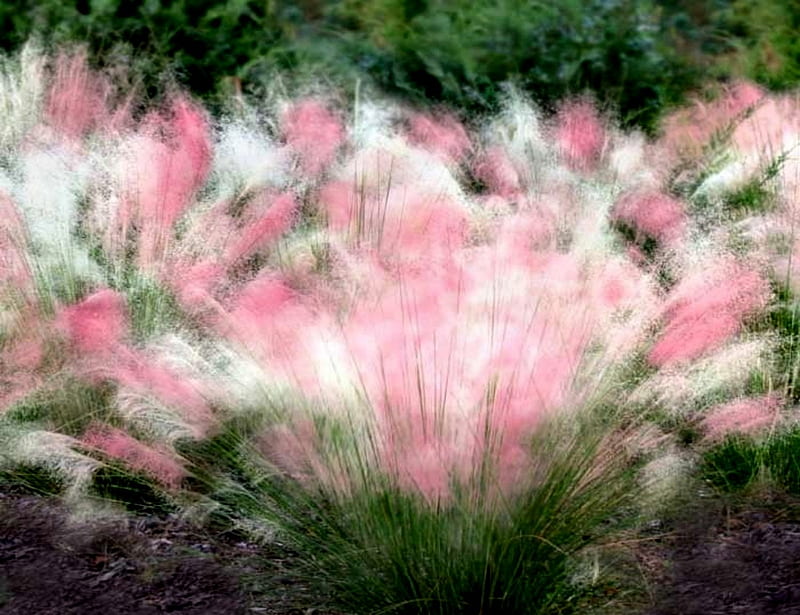Peppermint Twist Grass, Pink, Peppermint, Grass, bonito, Twist, White, HD wallpaper