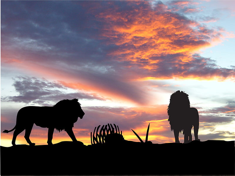 Lions Africa Silhouette Sunset, lions, lion, animals, silhouette, sunset, nature, HD wallpaper