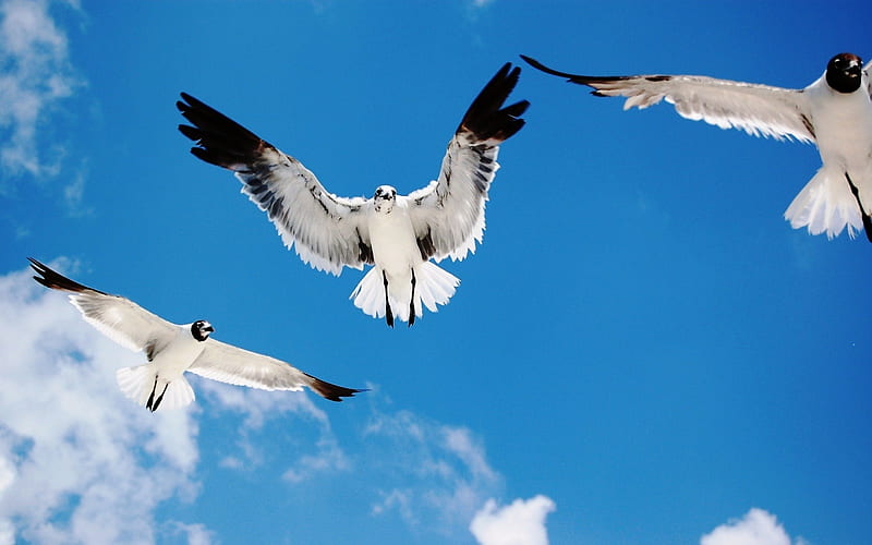 Seagulls Attack-Animal selected, HD wallpaper
