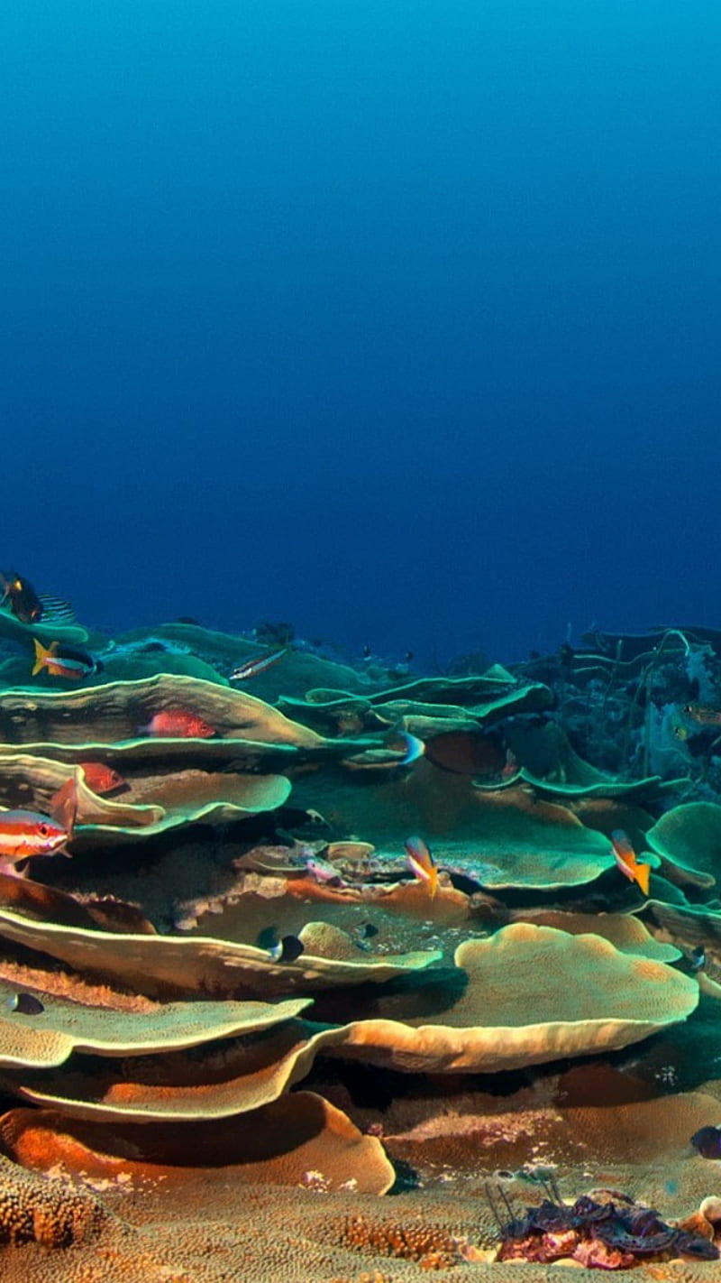 Recif de corali, apa, ocean, HD phone wallpaper
