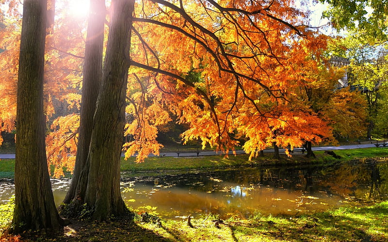Autumn Sunset, autumn, grass, bench, sunset, park, trees, sky, pond ...