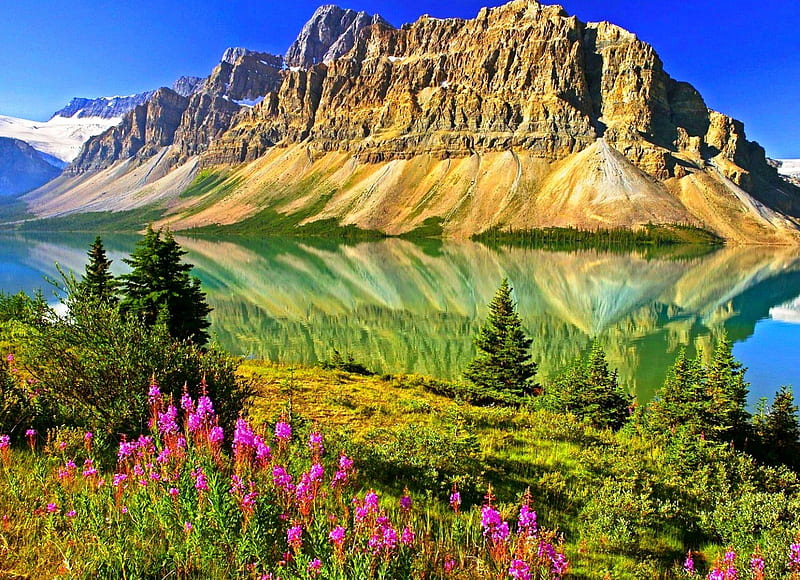 Flowers At Bow Lake, grass, Banff National Park, bonito, spring, trees, lake, cliffs, Canada, mountains, Alberta, flowers, reflection, HD wallpaper