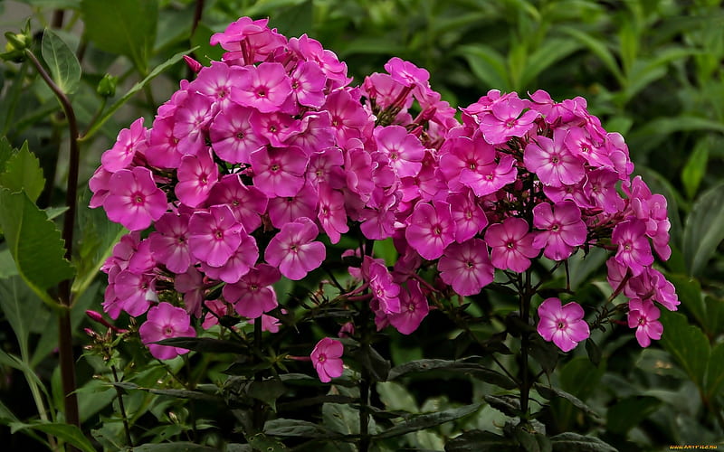 Phlox, nature, pink, flowers, macro, HD wallpaper