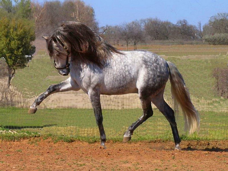 Prancing pride, stallion, mane, gris, handsome, prance, horse, field, HD wallpaper