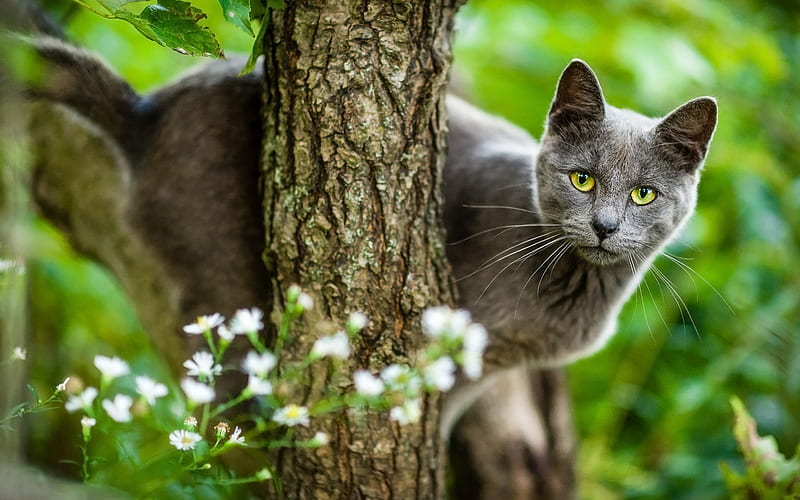 short-haired gray cat, green grass, blur, pets, gray big cat, cute animals, green eyes, cats, HD wallpaper