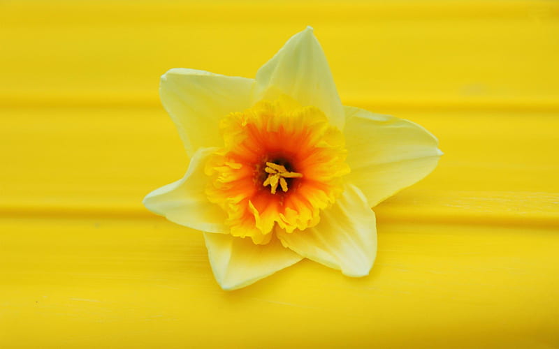 daffodil-Flowers, HD wallpaper
