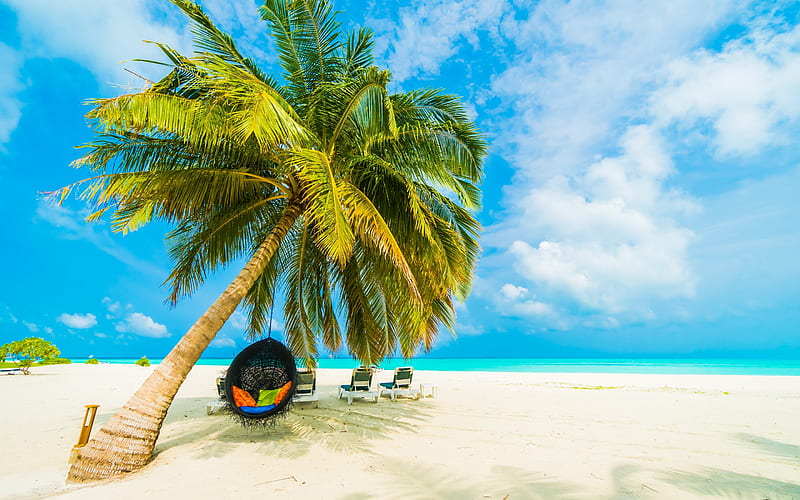 tropical island, beach, round armchair on palm tree, sand, evening, ocean, coast, summer travel, palm tree, HD wallpaper