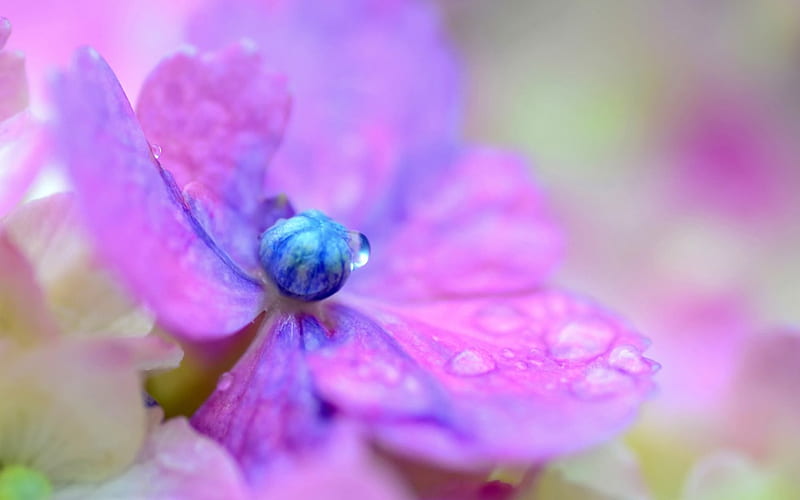 Hortensia, púrpura, macro, flor, difuminar, gotas, pétalos, Fondo de  pantalla HD | Peakpx