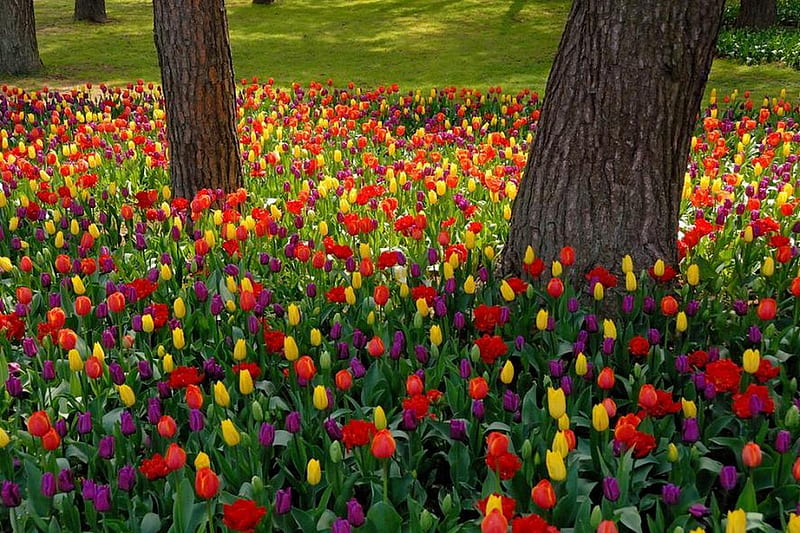 Field Of Tulips, red, colorful, grass, yellow, bonito, green, color, flowers, tulips, tulip, lovely, colors, trees, tree, purple, nature, field, HD wallpaper