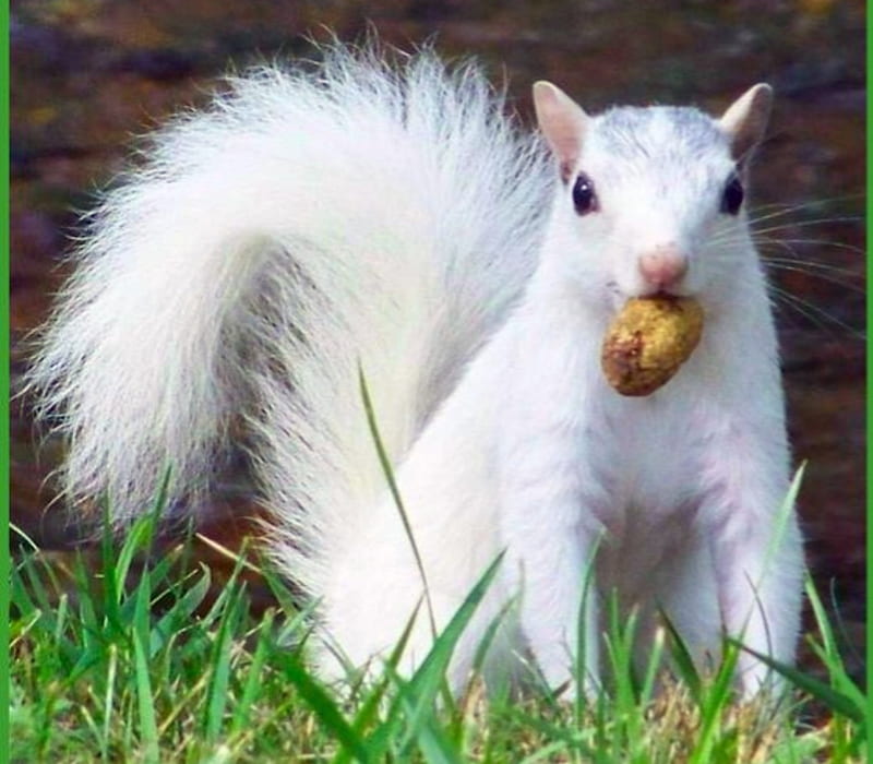 White Squirrel, Animal, White, Squirrel, Grass, Nut, HD wallpaper
