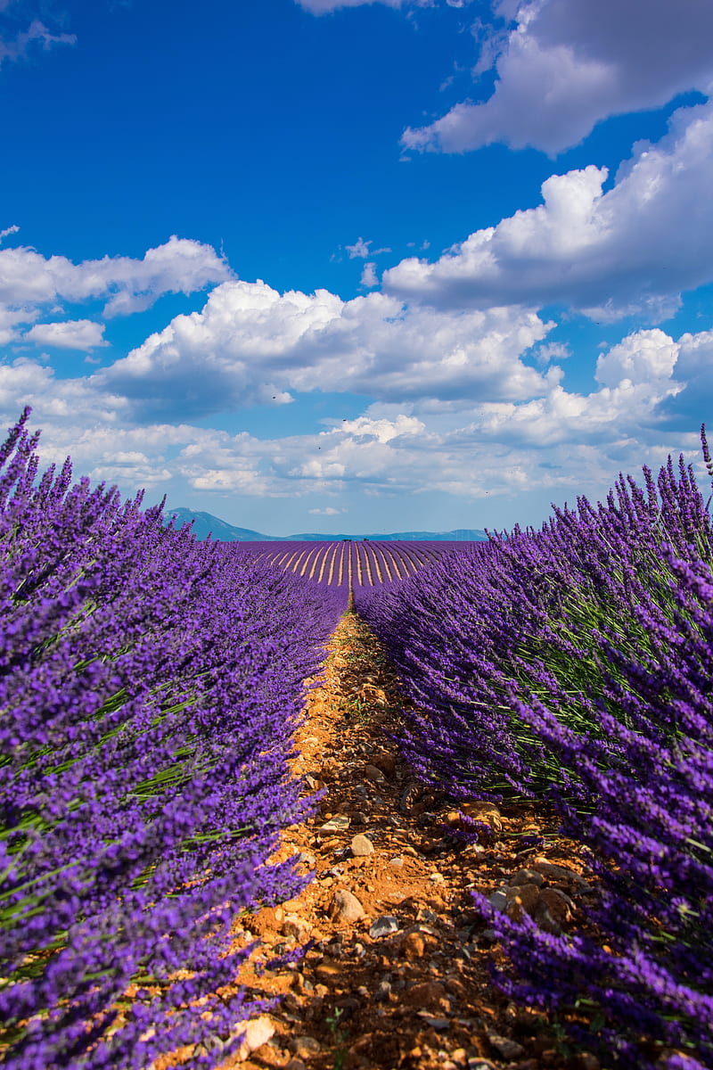 lavender, field, sky, bloom, HD phone wallpaper