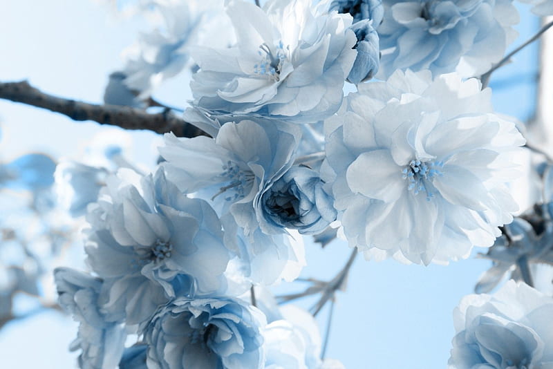 Premium Photo  Blue floral background blooming tree and flowers