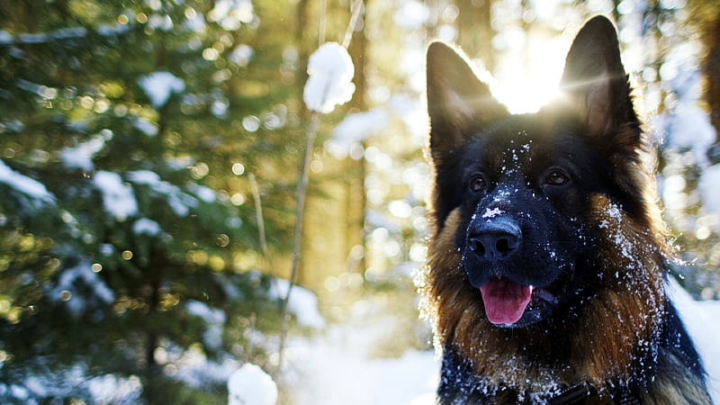 German Shepherd In Snow, german-shepherd, animals, cute, dog, HD wallpaper