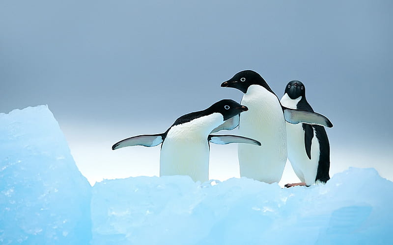 Cute Penguins-wild animals, HD wallpaper