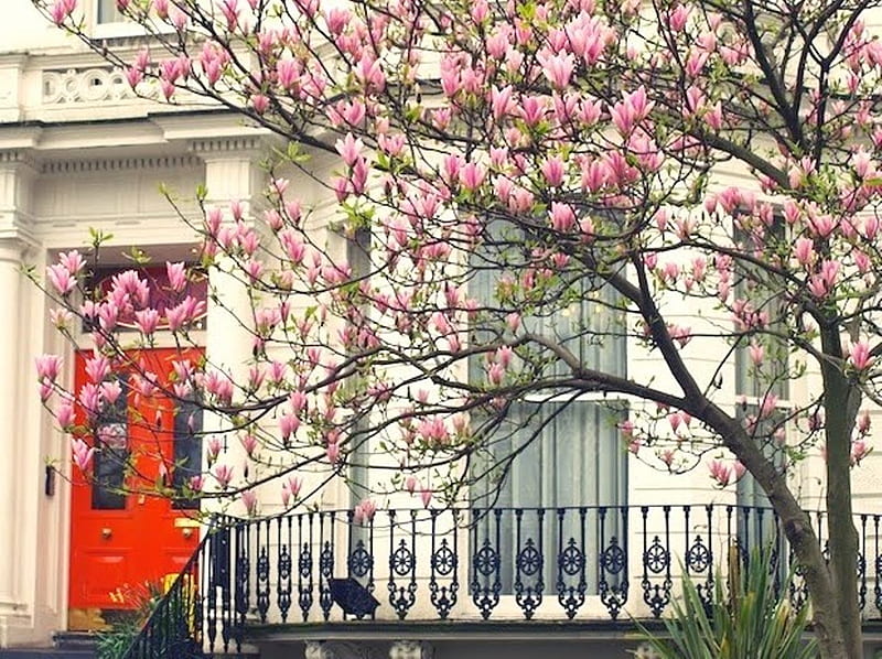 Spring time in London, red house, blooming tree door, europe, graphy, city season, blooms, spring time, graph pic, time, england, spring, uk, wall, tree, london, HD wallpaper